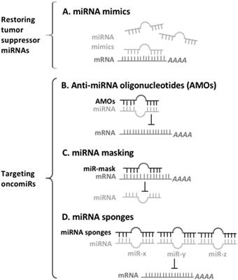 MicroRNA, an Antisense RNA, in Sensing Myeloid Malignancies